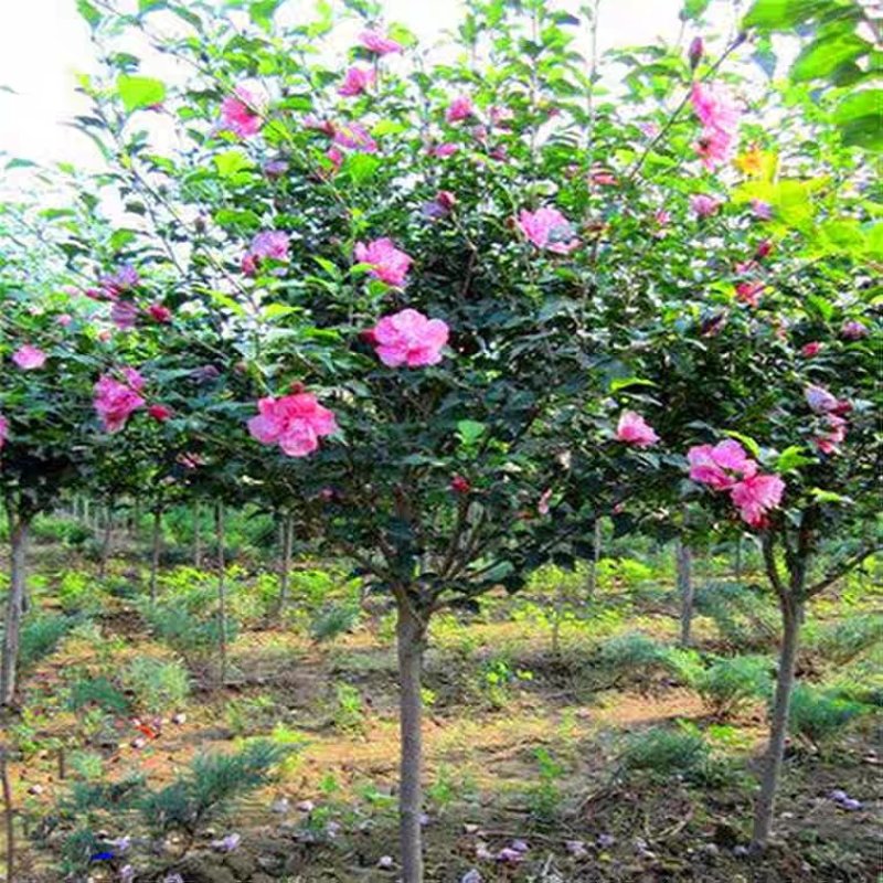 木槿盆栽重瓣红花木槿树庭院篱笆墙围栏耐寒植物工程绿化