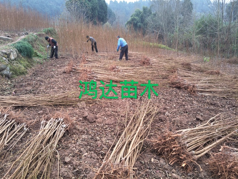【嫁接】蜂糖李子苗蜂糖李子树苗李子苗新品种包技术指