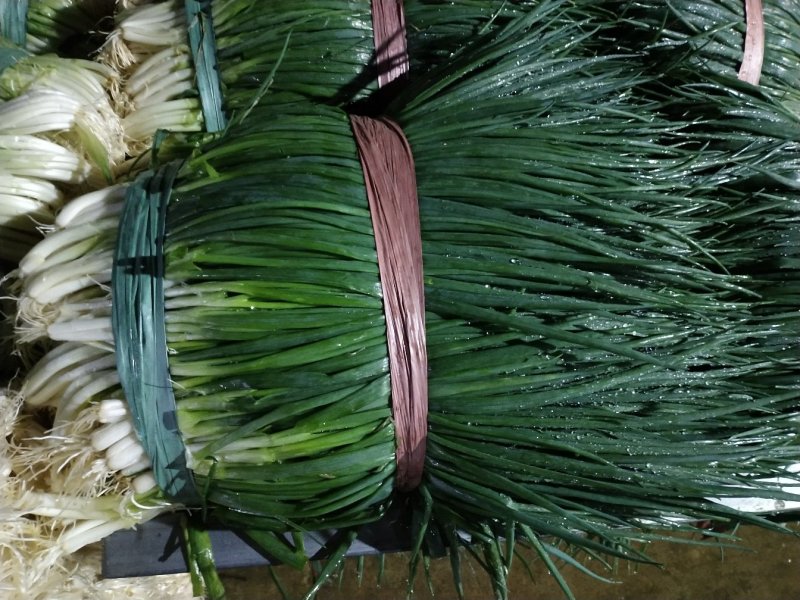 红葱小葱产地直供精品小葱常年有货实力代收期待长期