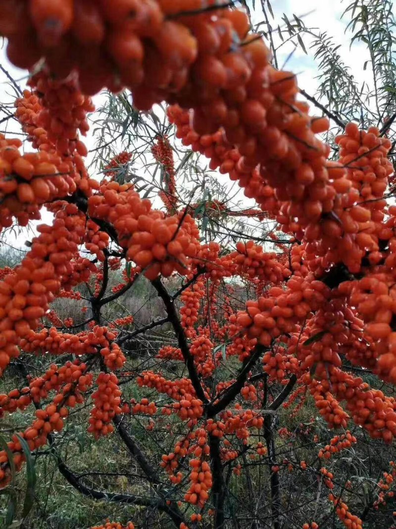 沙棘苗