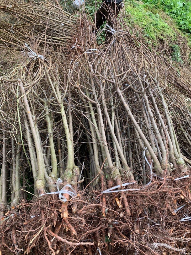 【嫁接】李子苗新品种晚熟当年种植当年挂果蜂糖李子树苗