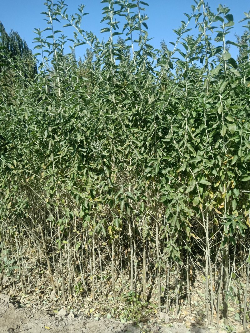 沙枣苗