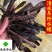 水蛭清水吊杆水蛭柳叶水蛭干货实物图供应各种中药