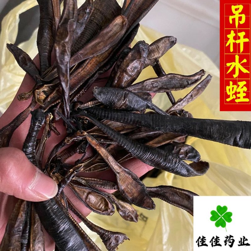 水蛭清水吊杆水蛭柳叶水蛭干货实物图供应各种中药