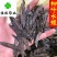 水蛭清水吊杆水蛭柳叶水蛭干货实物图供应各种中药