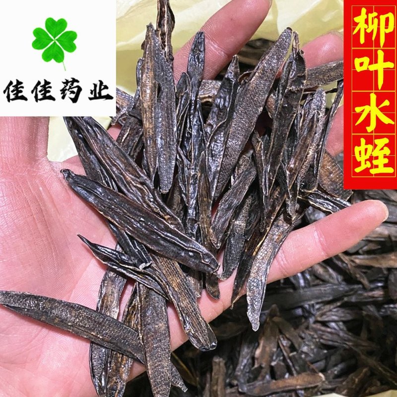 水蛭清水吊杆水蛭柳叶水蛭干货实物图供应各种中药