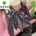 水蛭清水吊杆水蛭柳叶水蛭干货实物图供应各种中药