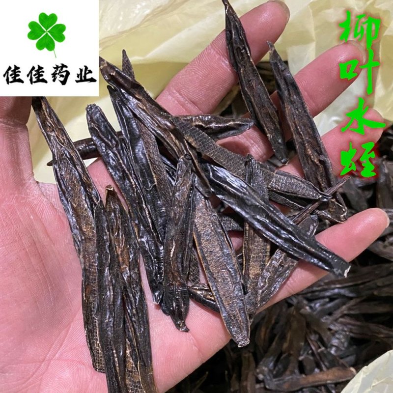 水蛭清水吊杆水蛭柳叶水蛭干货实物图供应各种中药