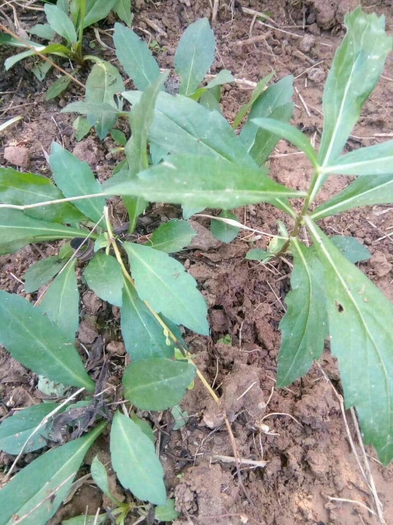 大有前途的蔬菜品种马兰头种苗