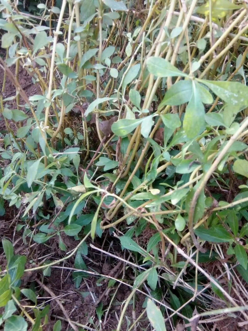 大有前途的蔬菜品种马兰头种苗