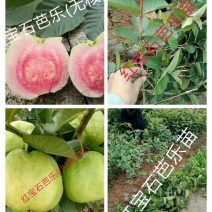 【正品苗】珍珠番石榴苗红心芭乐苗番石榴苗红宝石番石榴苗