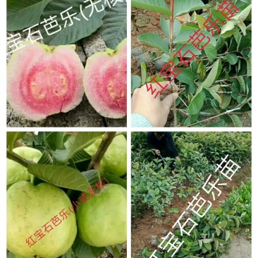 【正品苗】珍珠番石榴苗红心芭乐苗番石榴苗红宝石番石榴苗