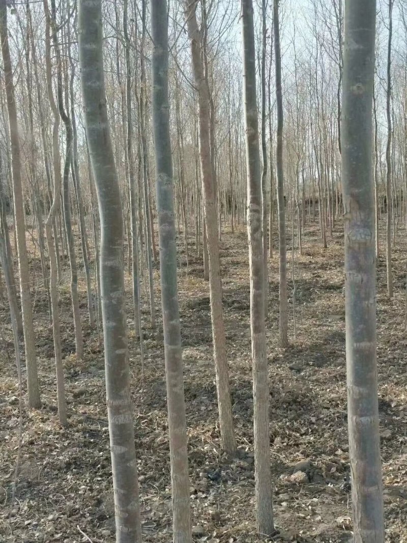 胡杨