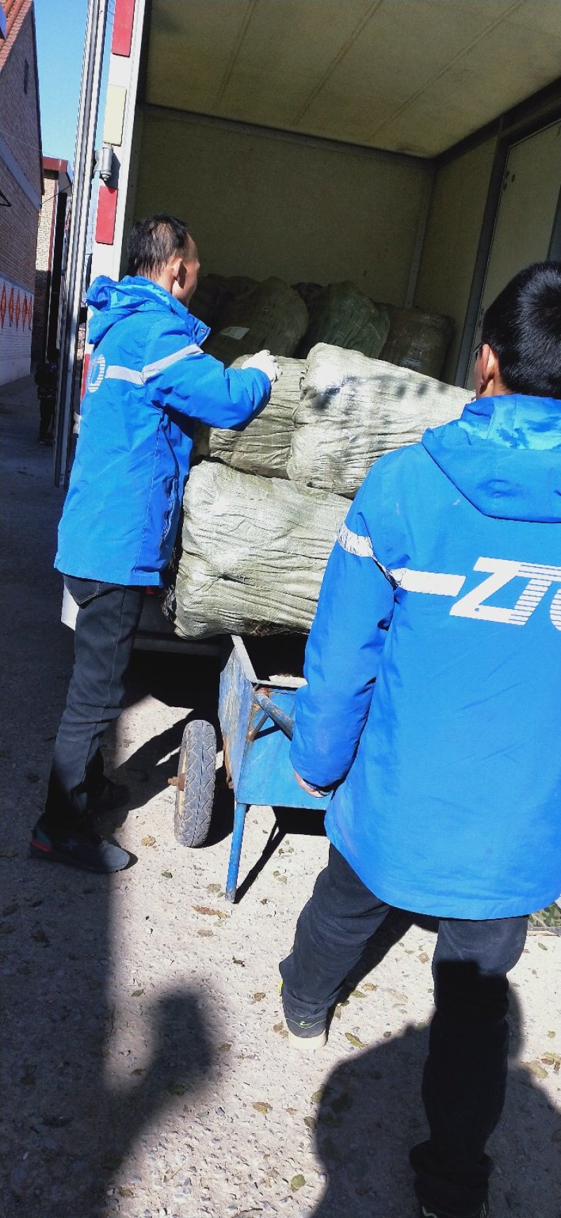 山西薄皮核桃苗香玲核桃苗中农短枝核桃苗3_10公分核桃树
