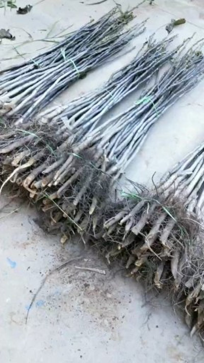 山西薄皮核桃苗香玲核桃苗中农短枝核桃苗3_10公分核桃树