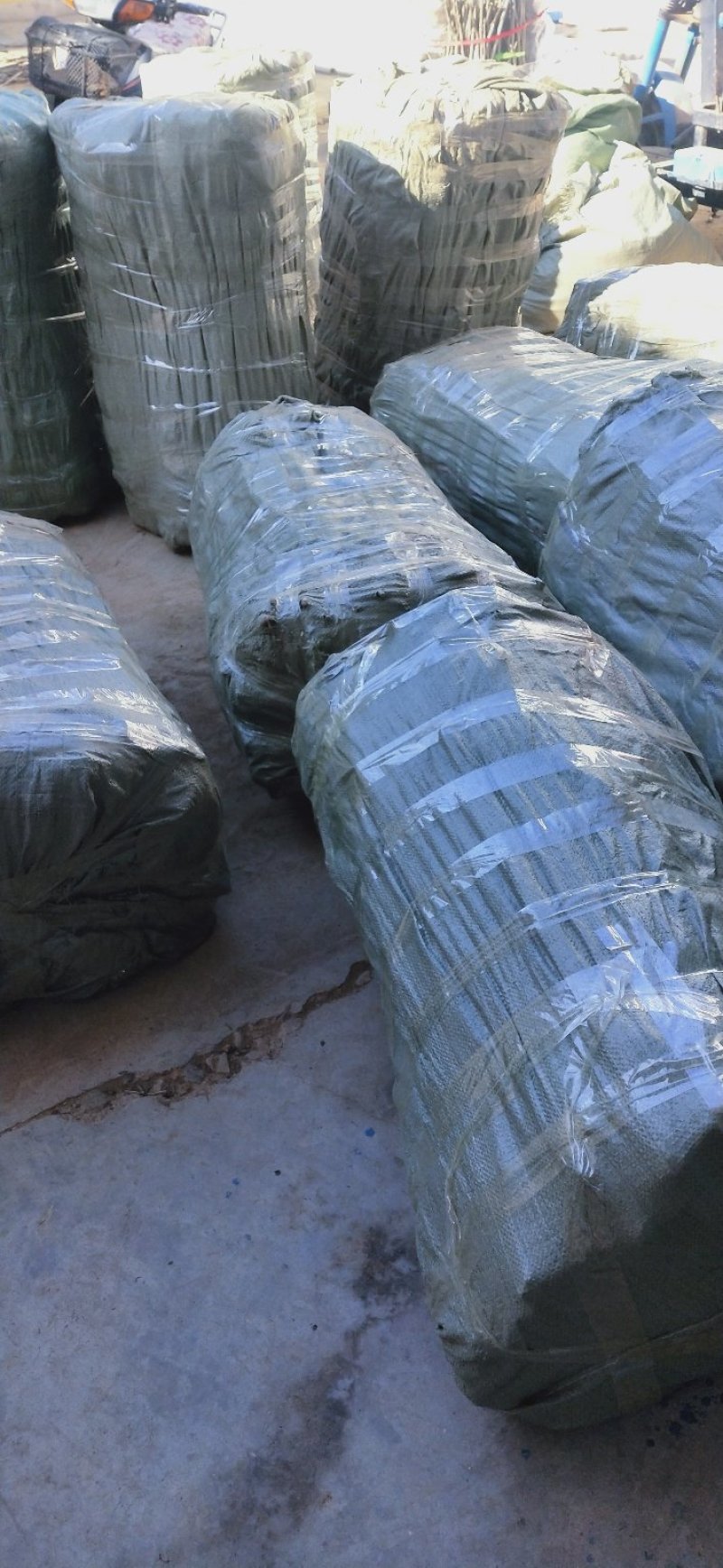 山西薄皮核桃苗香玲核桃苗中农短枝核桃苗3_10公分核桃树