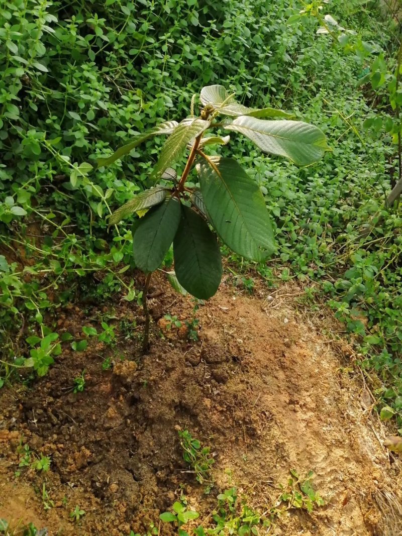 风流果苗品质保证，只做精品良心苗提供种植管理技术