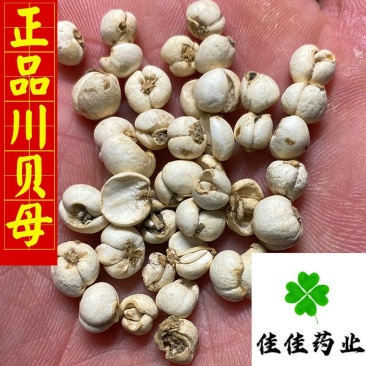 川贝母纯正品100克起批纯干货新货实物图