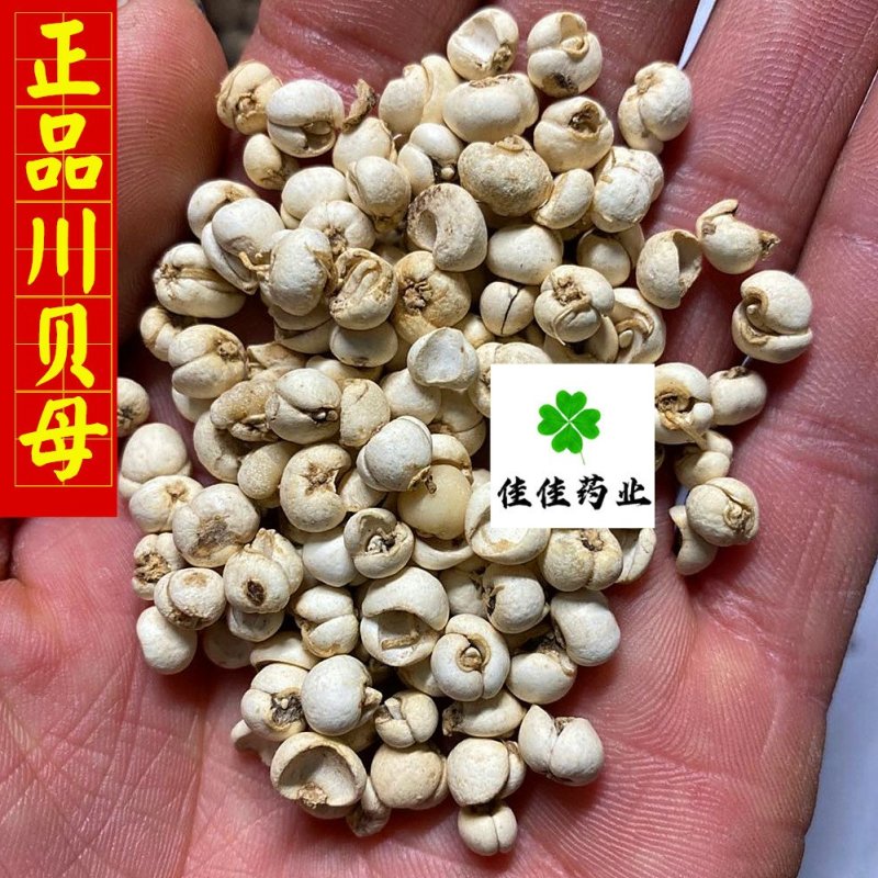 川贝母纯正品100克起批纯干货新货实物图