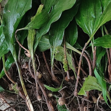 毛慈菇种苗通货纯野生