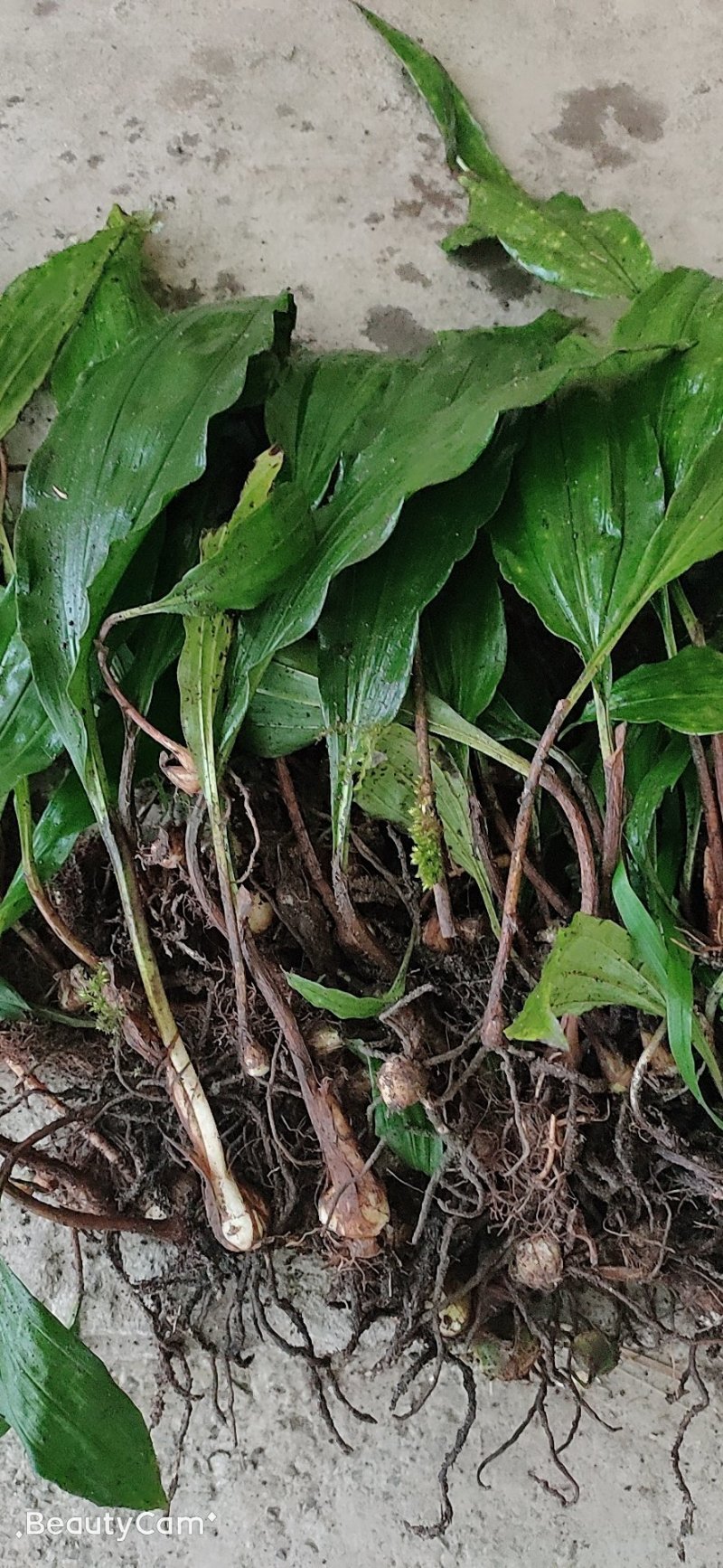 毛慈菇种苗通货纯野生