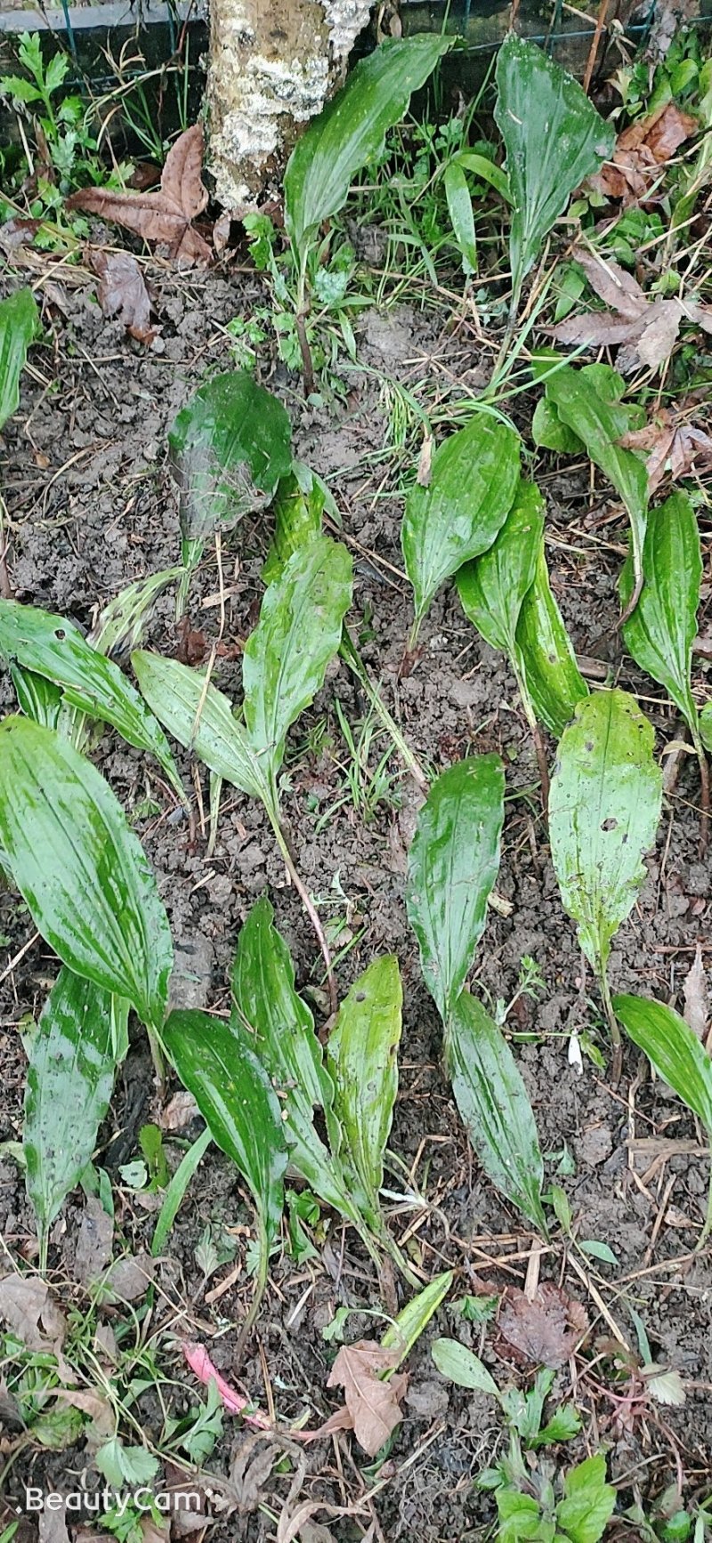 毛慈菇种苗通货纯野生