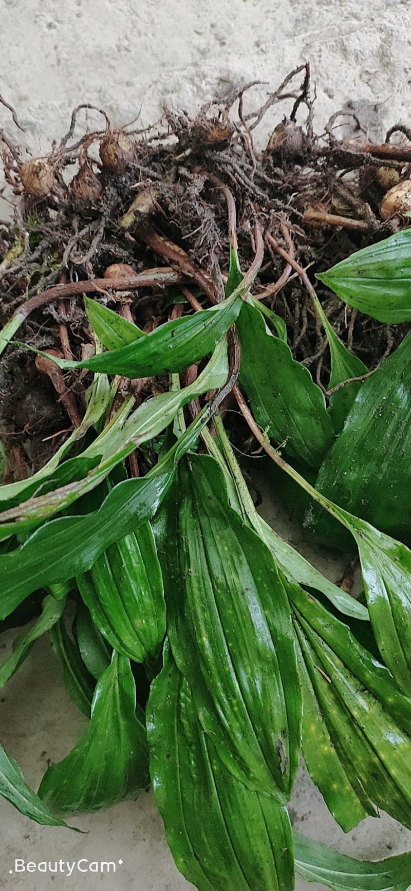 毛慈菇种苗通货纯野生