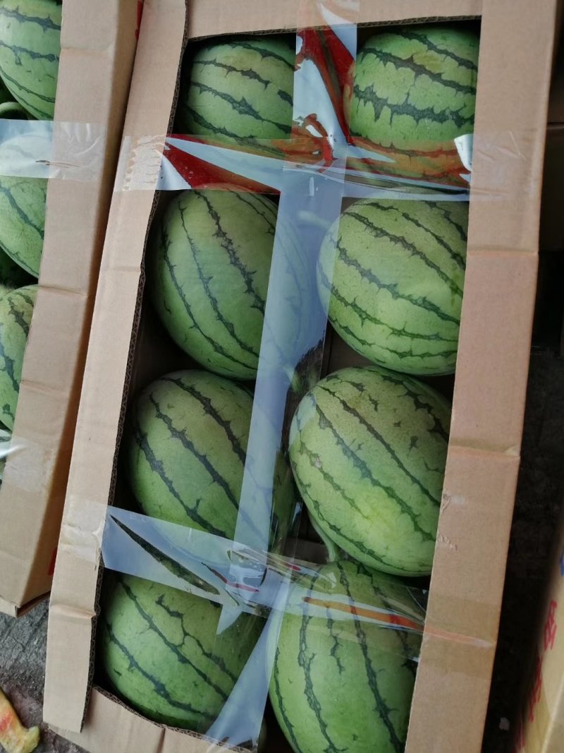 早春红玉西瓜一亩田最有诚信的保证商家，质量能保证！