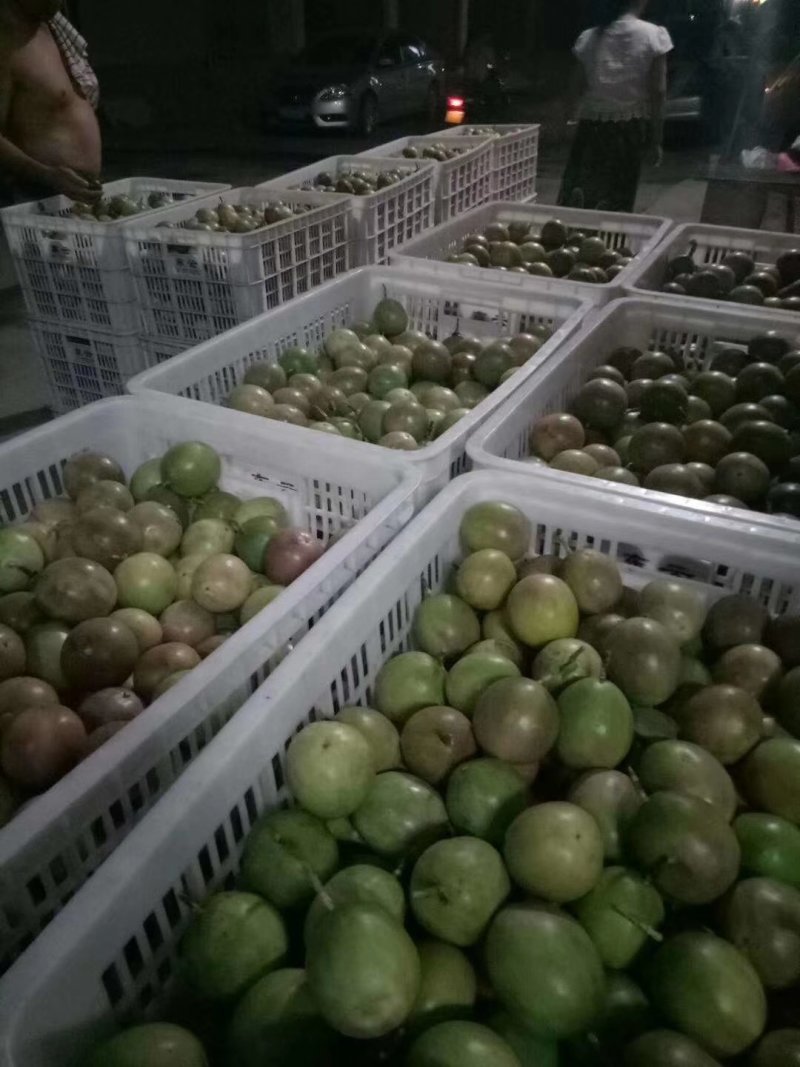 百香果紫果日供万斤，专业代办，质量保证！