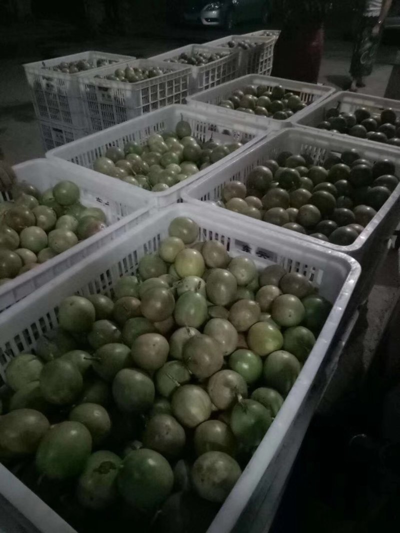 百香果紫果日供万斤，专业代办，质量保证！