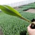 工程用郁金香花苗，盆栽郁金香100万株上市