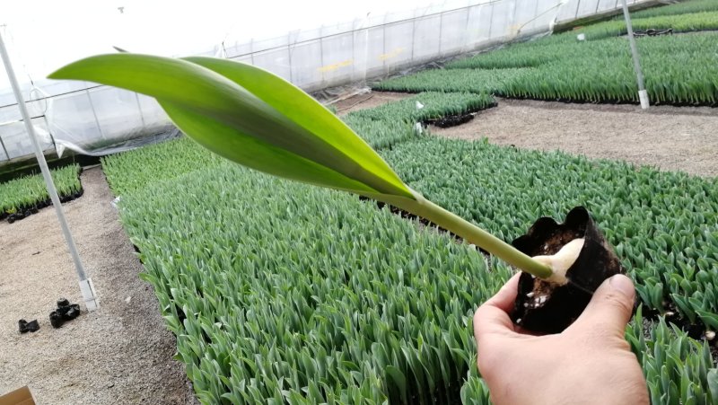 工程用郁金香花苗，盆栽郁金香100万株上市