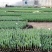 工程用郁金香花苗，盆栽郁金香100万株上市