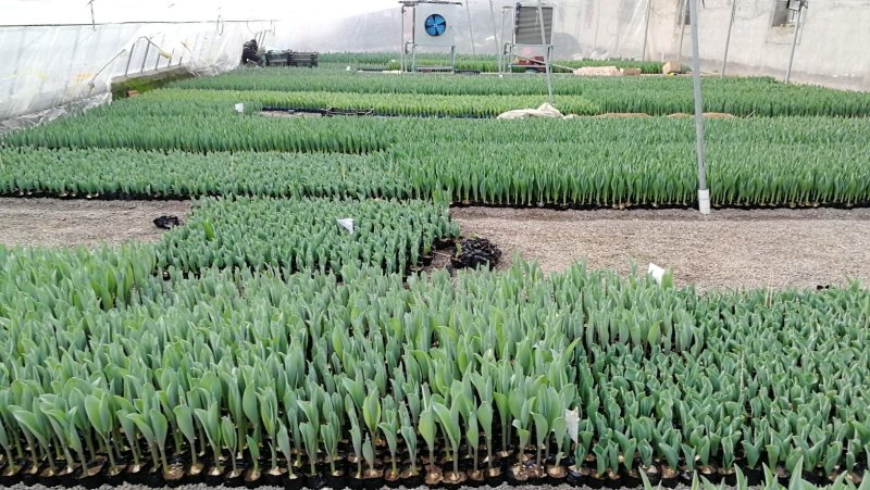 工程用郁金香花苗，盆栽郁金香100万株上市