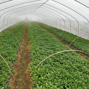 【热卖】辣椒苗抗病高产根茎粗壮量大从优