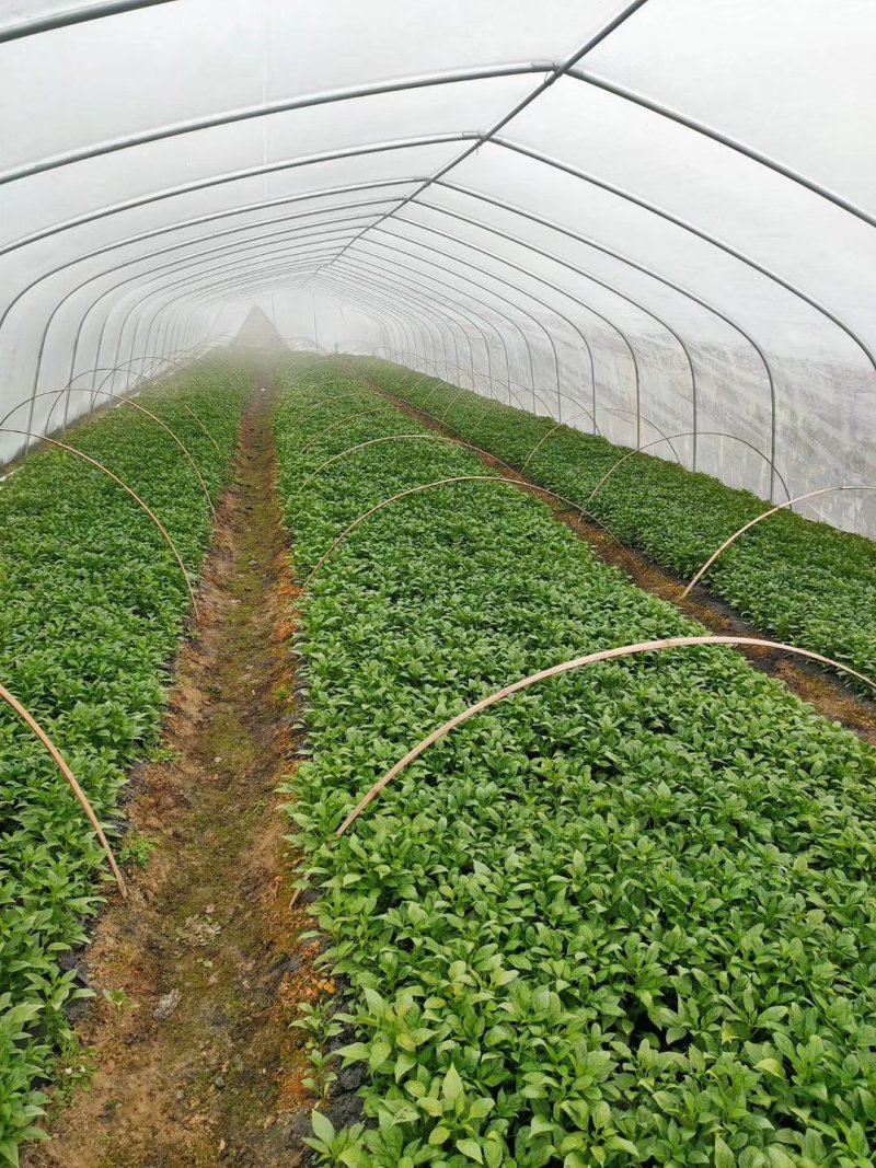 【热卖】辣椒苗抗病高产根茎粗壮量大从优