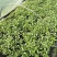 【热卖】辣椒苗抗病高产根茎粗壮量大从优