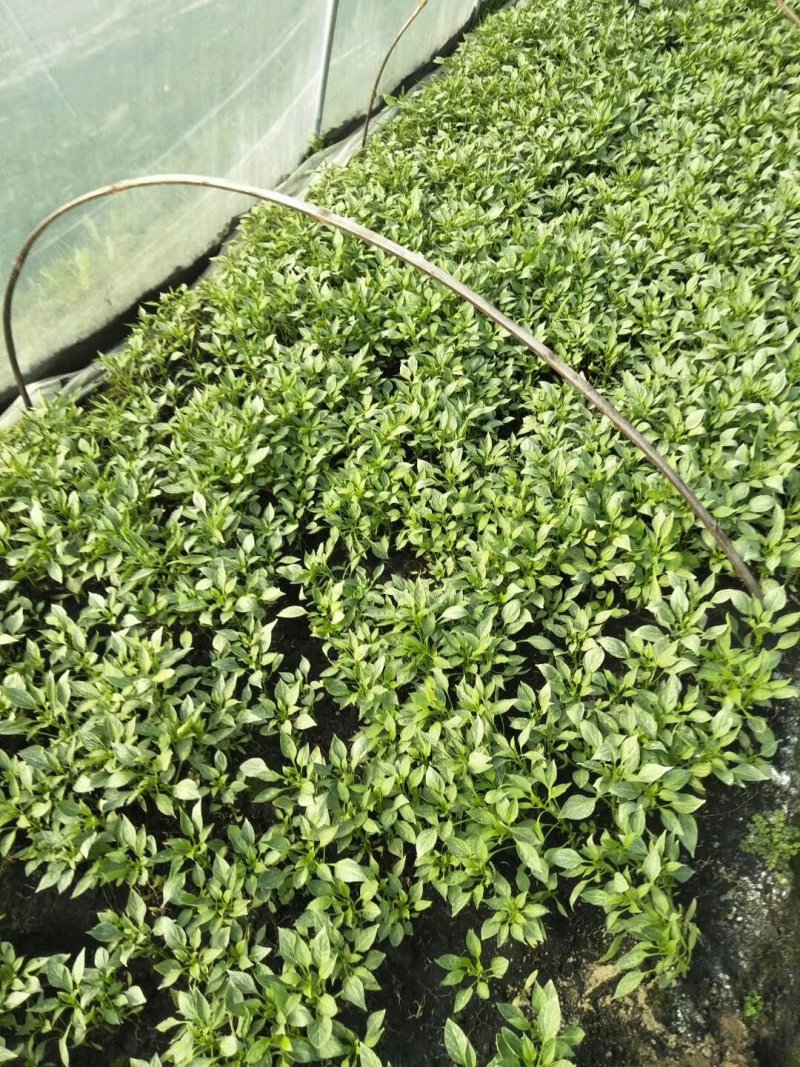 【热卖】辣椒苗抗病高产根茎粗壮量大从优