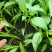 【热卖】辣椒苗抗病高产根茎粗壮量大从优