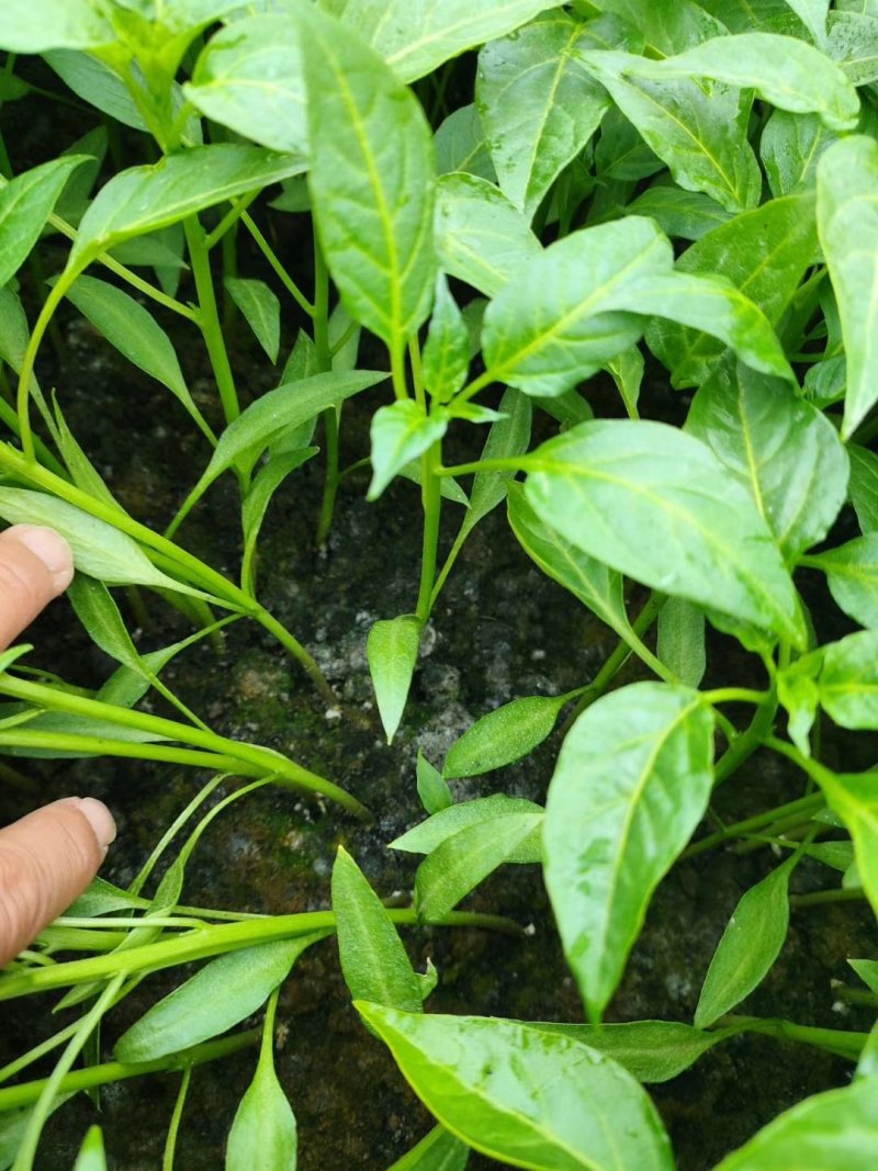 【热卖】辣椒苗抗病高产根茎粗壮量大从优