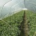 【热卖】辣椒苗抗病高产根茎粗壮量大从优