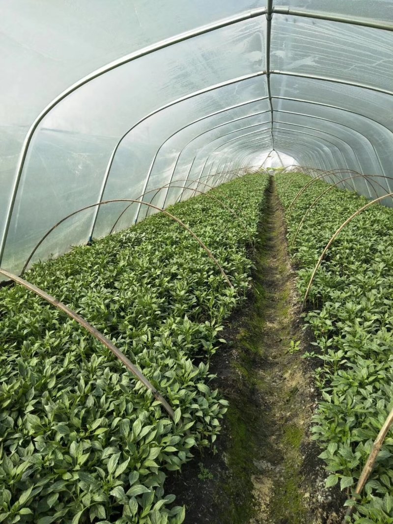 【热卖】辣椒苗抗病高产根茎粗壮量大从优