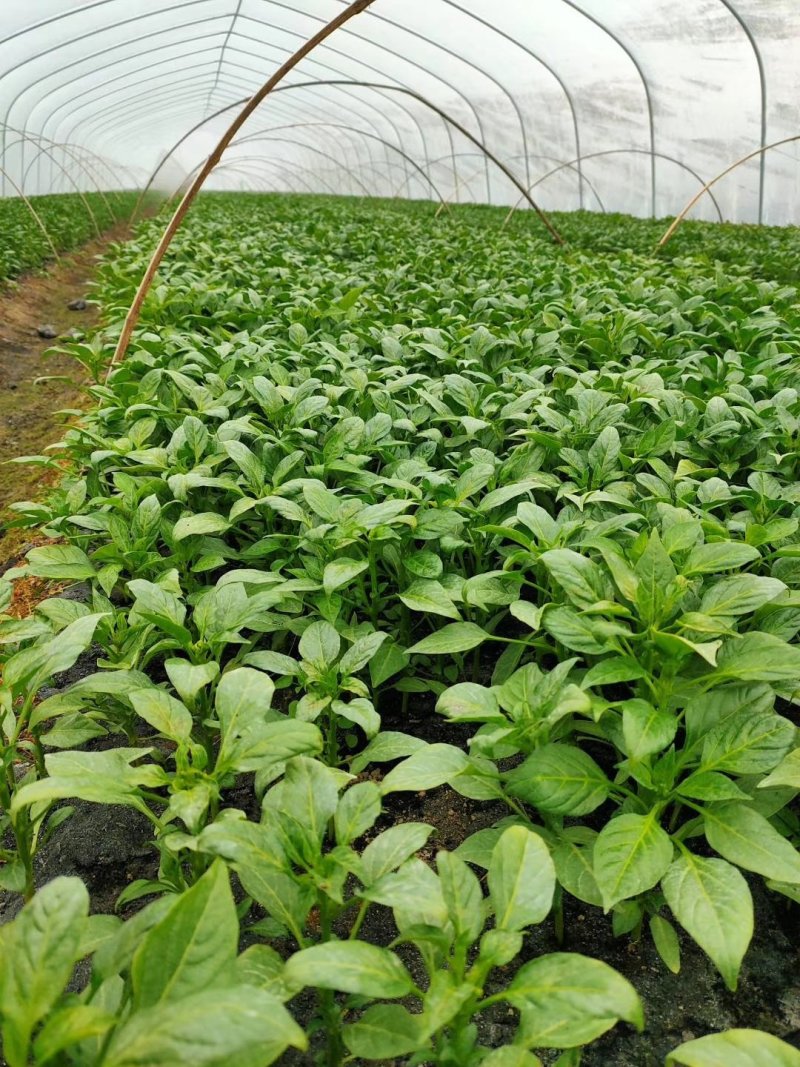 【热卖】辣椒苗抗病高产根茎粗壮量大从优