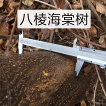 2～13公分八棱海棠树苗，可裸根可土球挖苗。现挖苗现装车