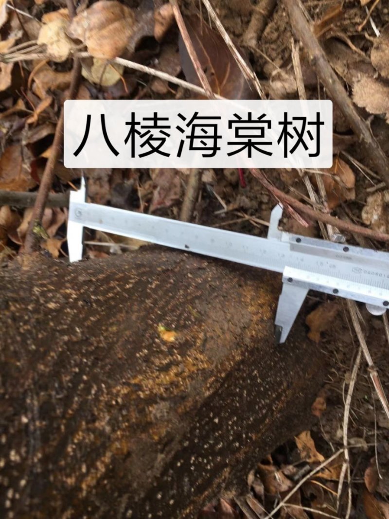 2～13公分八棱海棠树苗，可裸根可土球挖苗。现挖苗现装车