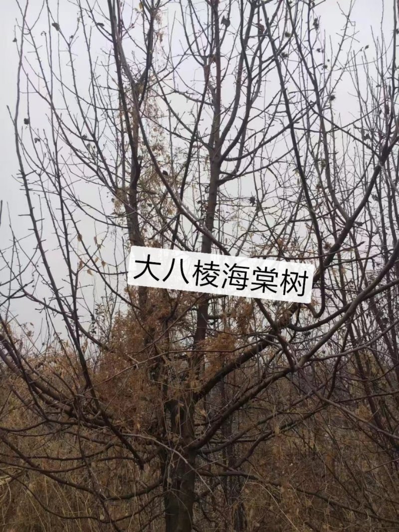2～13公分八棱海棠树苗，可裸根可土球挖苗。现挖苗现装车