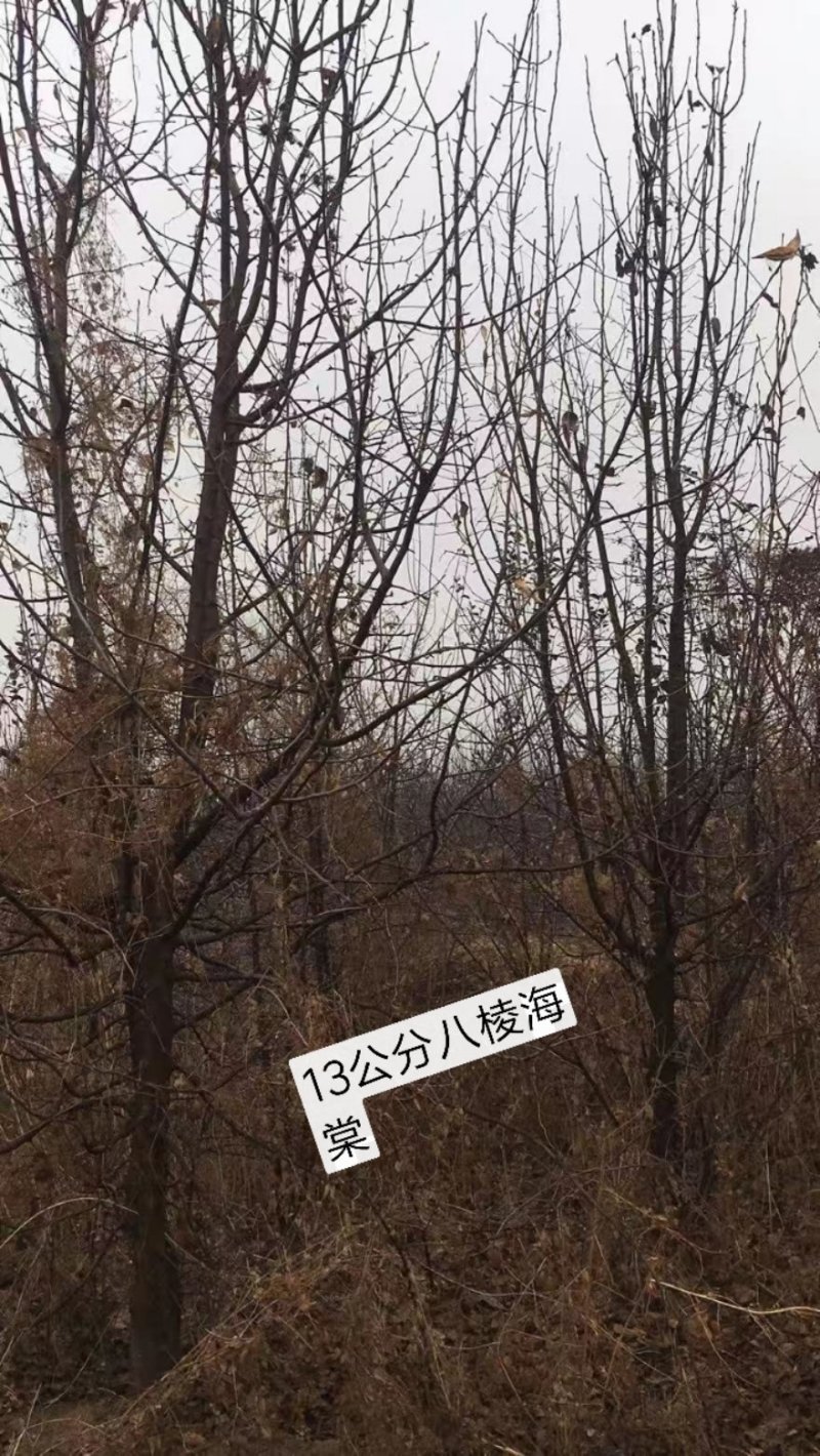 2～13公分八棱海棠树苗，可裸根可土球挖苗。现挖苗现装车