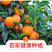 🍀广西横县水果甜玉米🌽要量大联系我