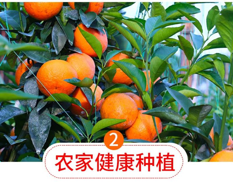 🍀广西横县水果甜玉米🌽要量大联系我