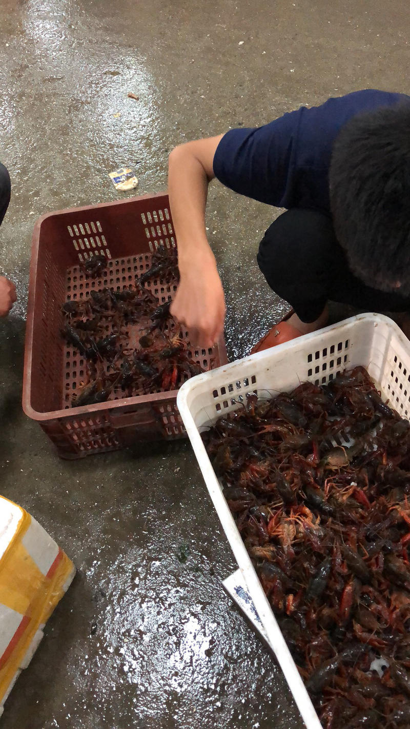 每天供应1万斤小龙虾，质量品质保证，欢迎来电